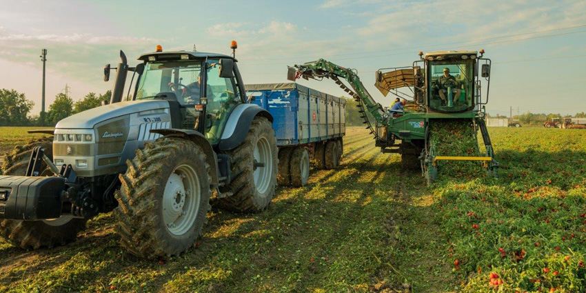 Good agricultural practices: the farms of Consorzio Casalasco del Pomodoro obtain G.R.A.S.P certification