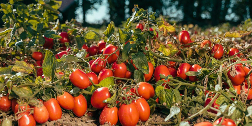 Consorzio Casalasco del Pomodoro: zero-residue tomatoes production and processing